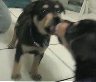 Pup Has A Love-Hate Relationship With Self